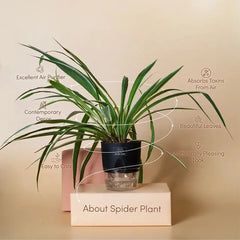 Spider Plant