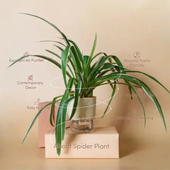 Spider Plant
