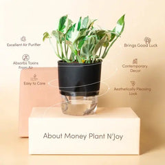Money N Joy Plant