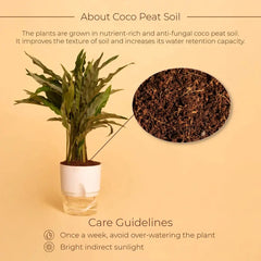 Calathea Triostar Plant