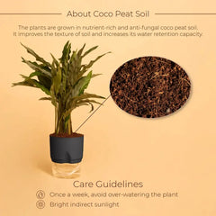 Calathea Triostar Plant