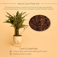 Calathea Triostar Plant