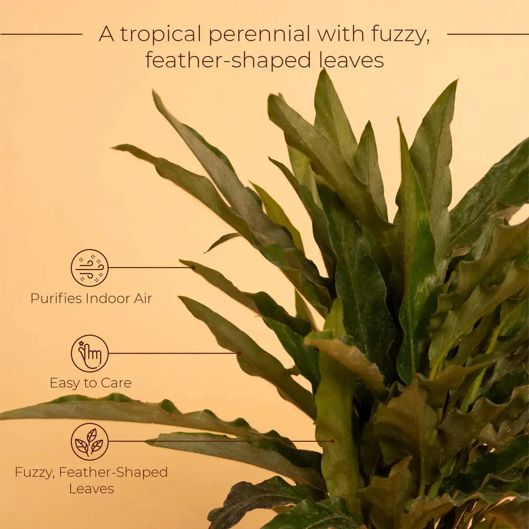 Calathea Triostar Plant