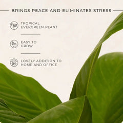 Peace Lily Plant