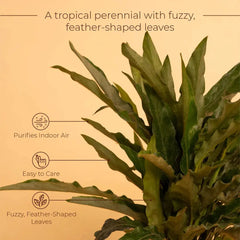 Calathea Triostar Plant