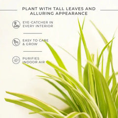 Spider Plant