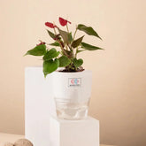 Anthurium Red Plant White