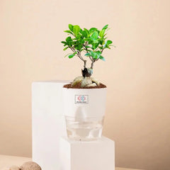 Lucky Bonsai Plant White
