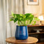 Money Variegated Plant in blue self-watering pot for indoor and outdoor decor. Ideal for air purification and low-light spaces.