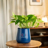 Money Variegated Plant in blue self-watering pot for indoor and outdoor decor. Ideal for air purification and low-light spaces.
