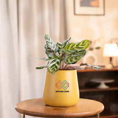 Peacock Plant in yellow ceramic pot on table, perfect for brightening indoor spaces. Thrives with minimal care and indirect light.