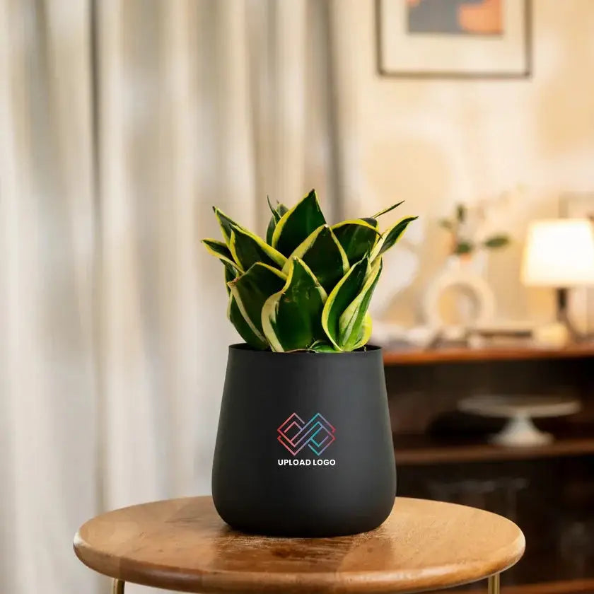 Black pot with a green plant