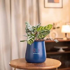 Peacock Plant in blue ceramic pot on wooden table, perfect for indoor decor. Requires indirect sunlight and weekly watering.