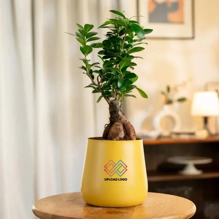 Yellow pot with a green plant