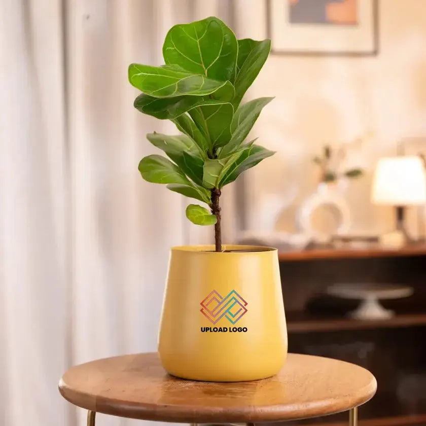 Fiddle Fig Plant in yellow Aura Planter, a vibrant indoor plant choice for gifting and home decoration.