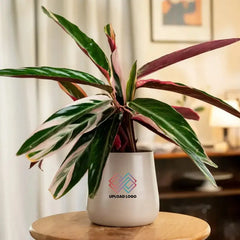 Calathea Triostar Plant in white pot, featuring lush, colorful leaves ideal for stylish indoor plant arrangements.