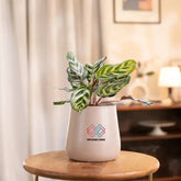 Peacock Plant in cream ceramic pot placed on wooden table, ideal for indoor decor and low-light spaces. Thrives in indirect sunlight.