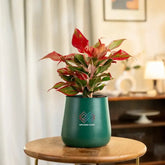 Aglaonema Lipstick Plant in a green self-watering pot, ideal for indoor decor and low-light spaces. Easy-care houseplant for home or office.