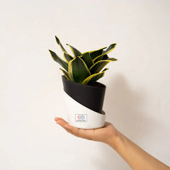 Goldan Hahnii Snake Plant Black