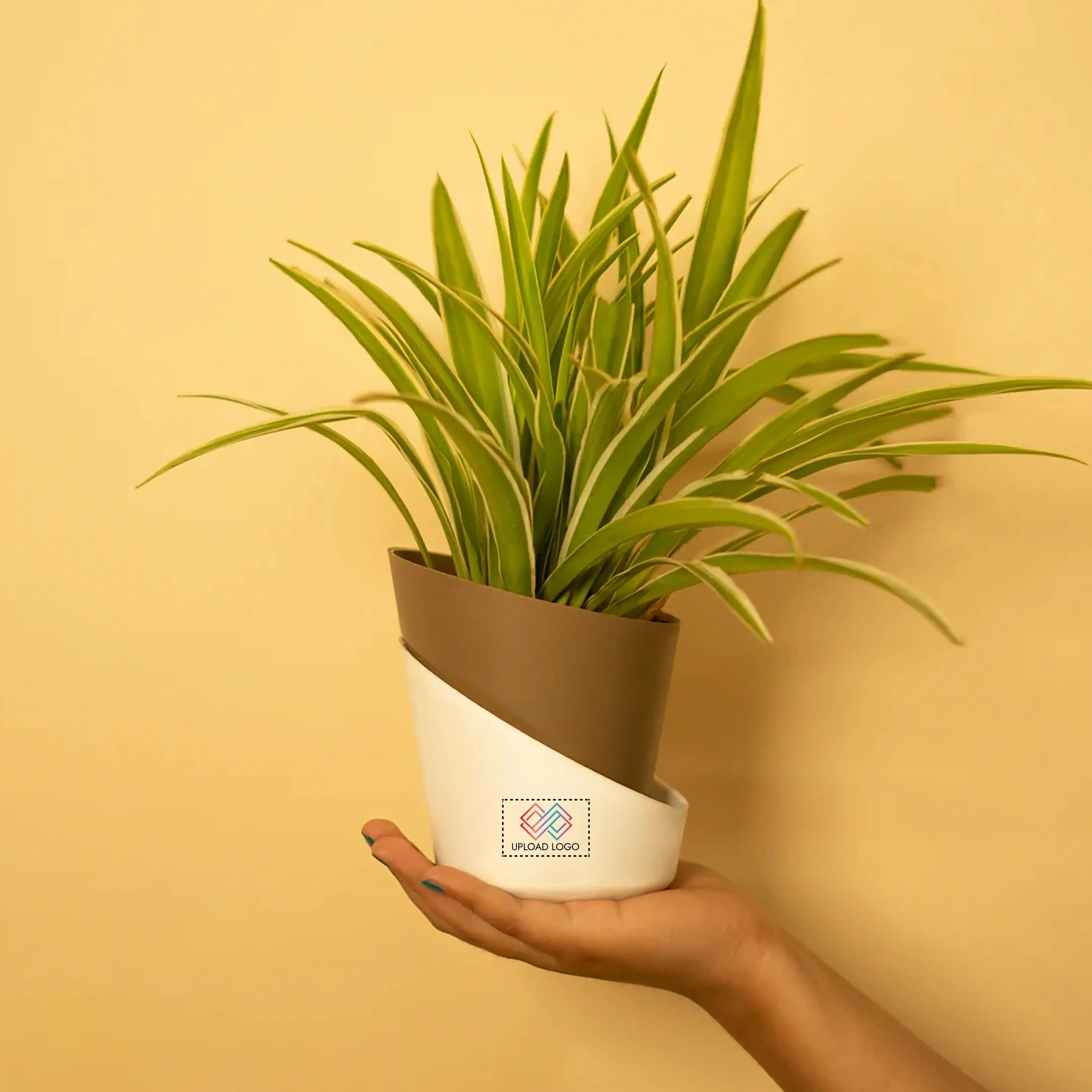 Spider Plant Brown