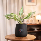 Aglaonema Snow White Plant in black self-watering pot, ideal for indoor décor and low-light spaces. Easy-care plant with striking green-white foliage.