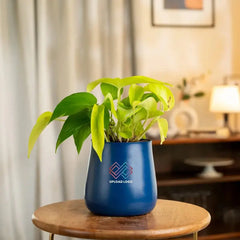 Blue pot with a green plant