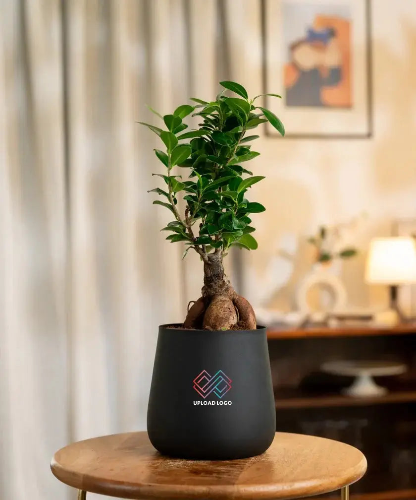 Potted plant