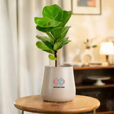 Fiddle Fig Plant with Aura Planter in cream pot, ideal for indoor décor and air purification. Stylish home & garden plant gift option.