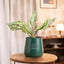 Aglaonema Snow White Plant in green self-watering pot, perfect for home or office décor with minimal maintenance and air-purifying benefits.