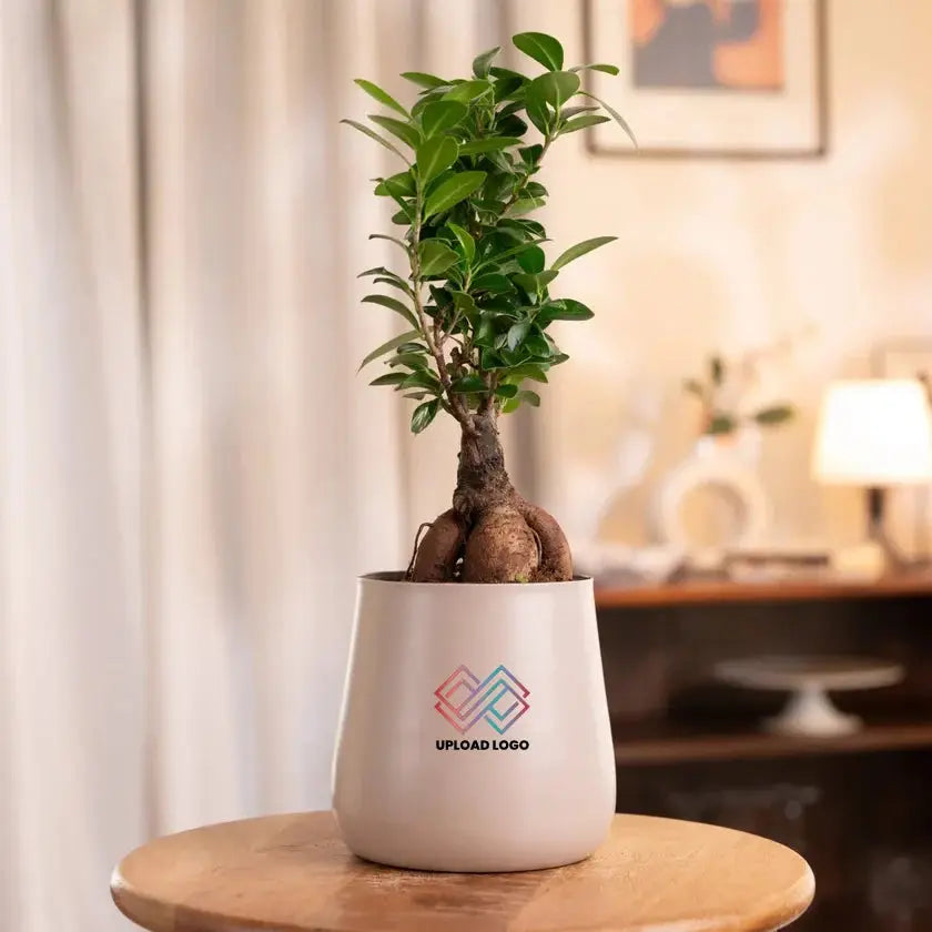 Potted plant