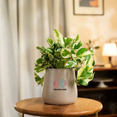 Money N'Joy Plant Cream