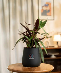 Potted plant