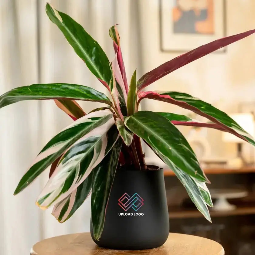 Calathea Triostar Plant in matte black pot with vibrant green, white, and pink leaves, ideal for indoor decor and air purification.