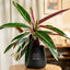 Calathea Triostar Plant in matte black pot with vibrant green, white, and pink leaves, ideal for indoor decor and air purification.