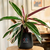 Calathea Triostar Plant in matte black pot with vibrant green, white, and pink leaves, ideal for indoor decor and air purification.