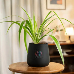 Potted plant