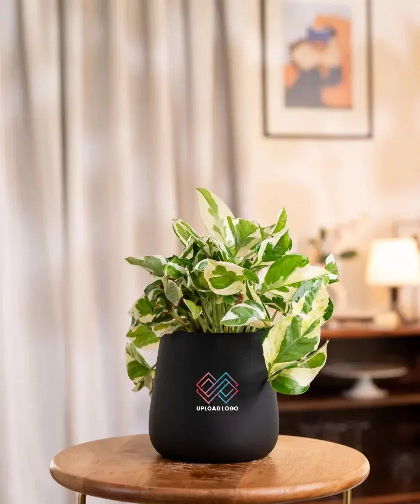 Money N'Joy Plant Black