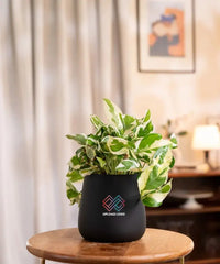 Money N'Joy Plant Black