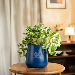Money N'Joy Plant Aura Blue
