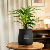Black pot with a plant