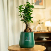 Green potted plant on a wooden table with a blurred indoor background