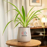 Potted plant