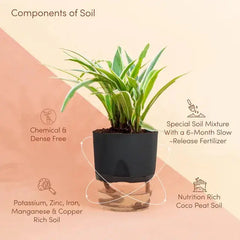 Spider Plant
