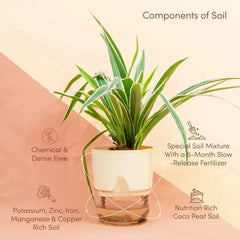 Spider Plant