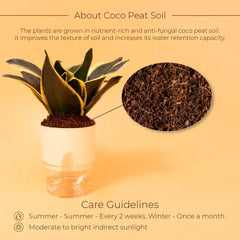 Golden Hahnii Snake Plant