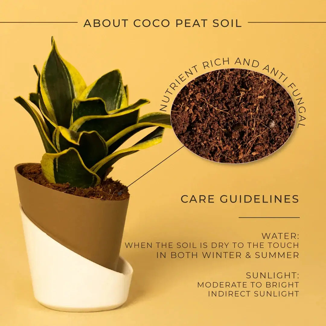 Goldan Hahnii Snake Plant