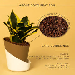 Goldan Hahnii Snake Plant