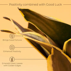 Golden Hahnii Snake Plant