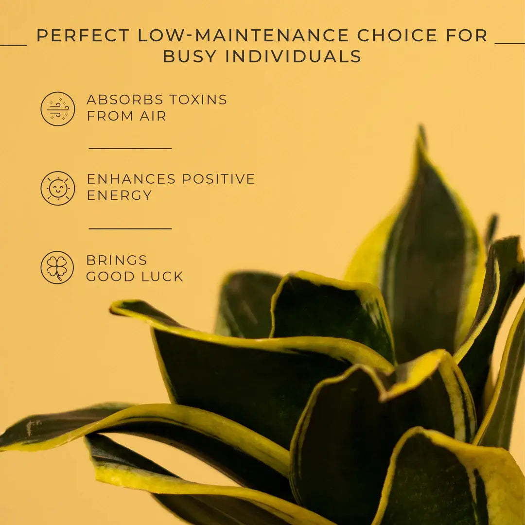 Goldan Hahnii Snake Plant