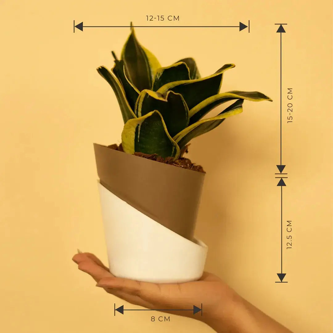 Goldan Hahnii Snake Plant